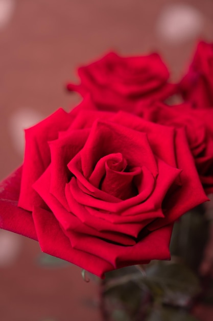 Bouquet of red roses