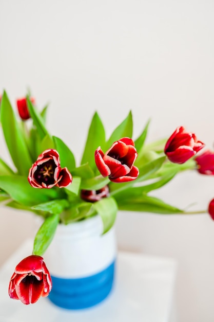 A bouquet of red spring tulips on a white background