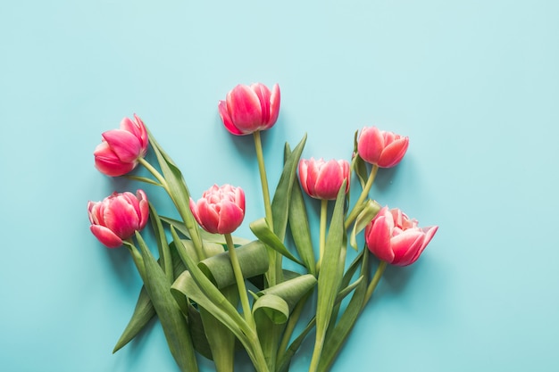 Bouquet of red tulip on blue.