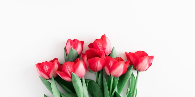 Bouquet of red tulip flowers on white background