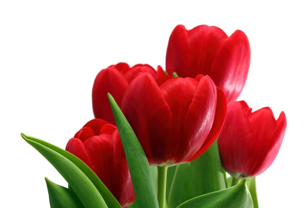 Bouquet of red tulips closeup