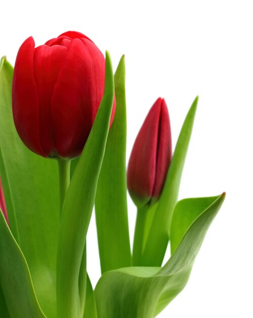 Bouquet of red tulips closeup