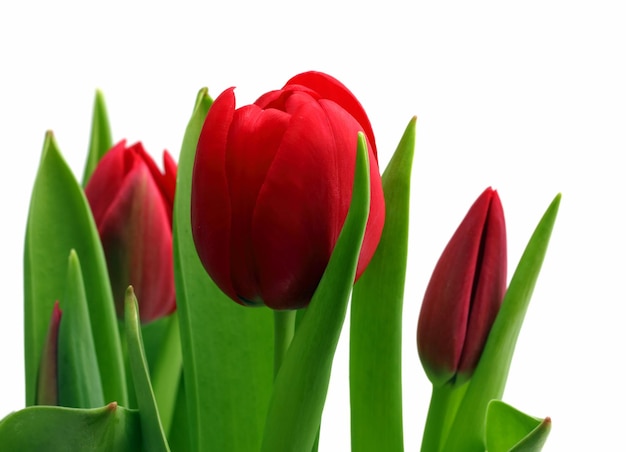 Bouquet of red tulips closeup