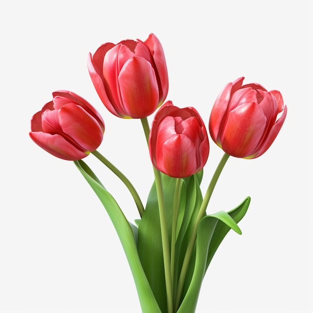 Bouquet of red tulips flower