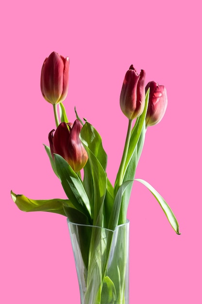 Bouquet of red tulips in a vase on a pink isolated background