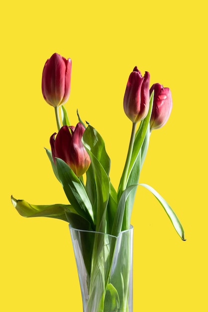 Bouquet of red tulips in a vase on a yellow isolated background