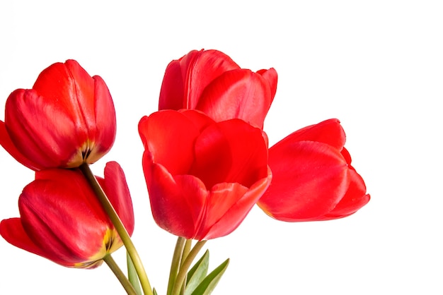 Bouquet of red tulips on a white background