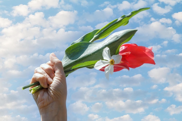 Bouquet of red tulips and white daffodil with blue sky on the background