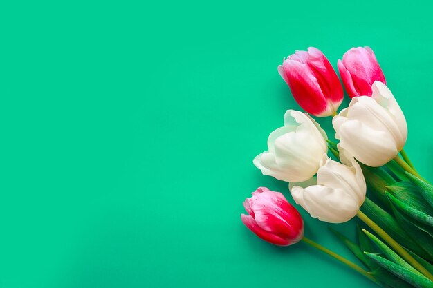 Bouquet of red and white tulips on bright green background copy space for the text