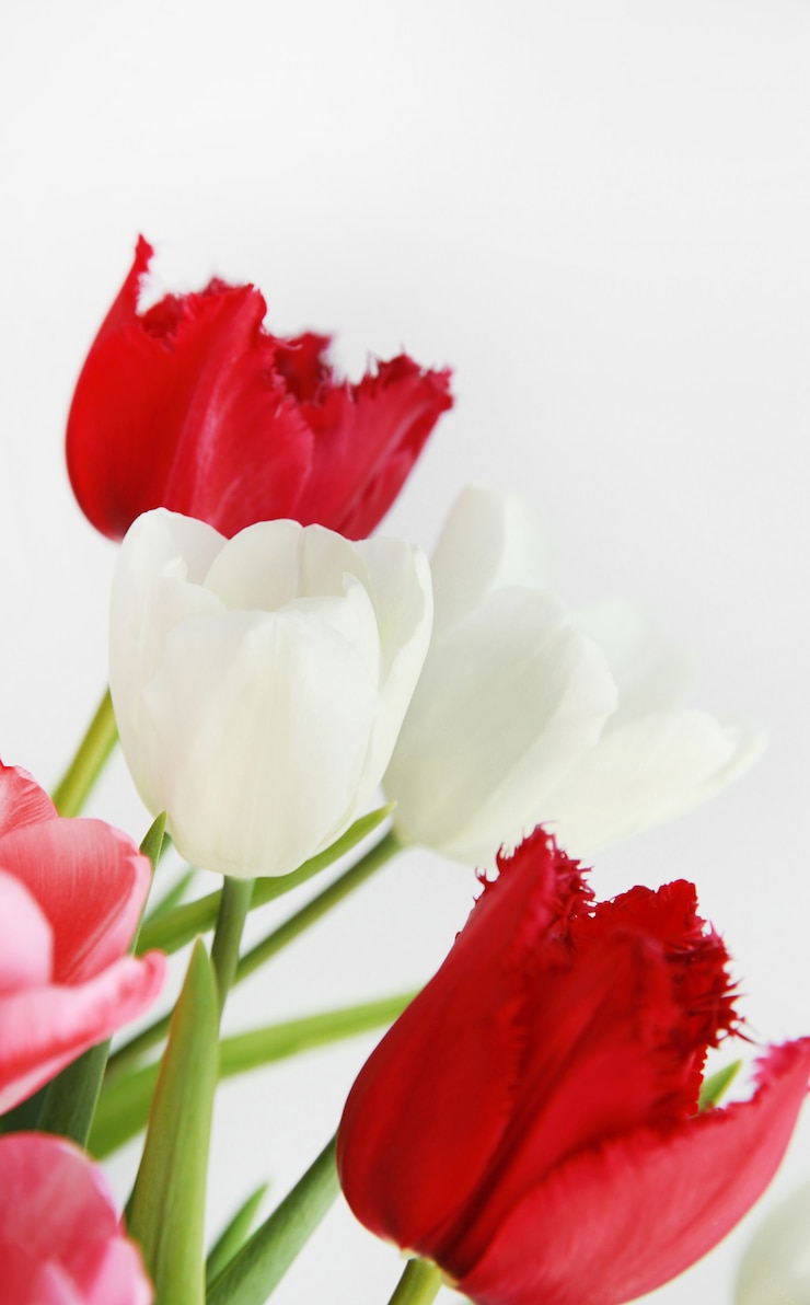 Photo 赤と白のチューリップの花束オランダトルコとハンガリーの国花