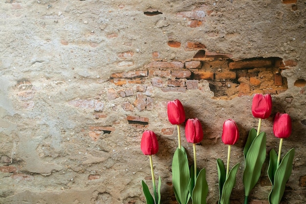 Bouquet of red and white tulips over wall background Top view banner