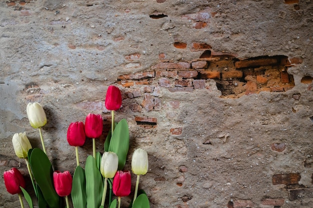 Bouquet of red and white tulips over wall background Top view banner