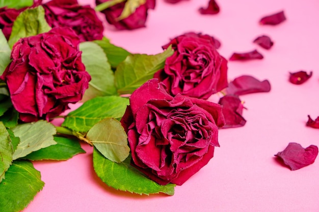 Bouquet of red wilted roses on a pink background.