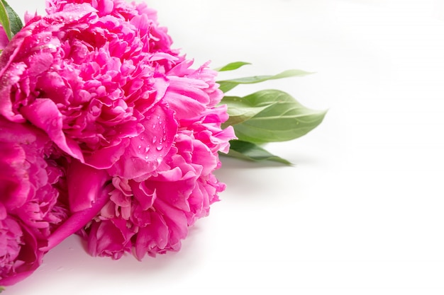 Bouquet of romantic pink peony flowers on white. Copy space.