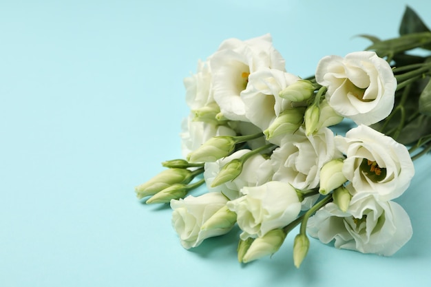 Bouquet of roses on blue background, close up and space for text