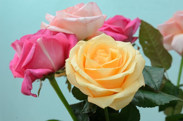 bouquet of roses cream and pink color closeup