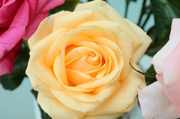 bouquet of roses cream and pink color closeup