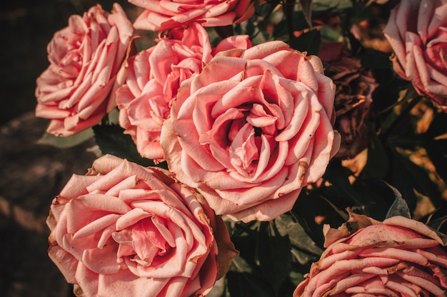 bouquet of roses in the garden