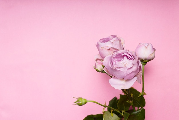 a bouquet of roses on a pink background copy space