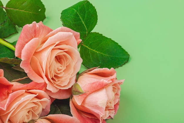 Photo a bouquet of roses in vase on a pastel green background bloomin