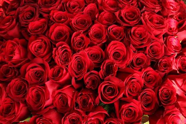 Photo bouquet of roses