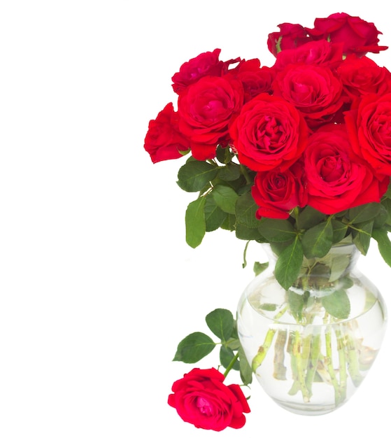 Bouquet of scarlet red  fresh roses  in vase  isolated