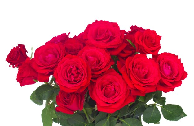 Bouquet of scarlet red  fresh roses  in vase  isolated