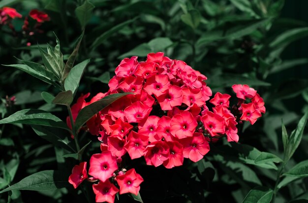 Bouquet of small red flowers in the garden, close-up.