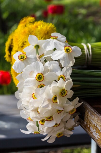 Bouquet of small white daffodil on nature.