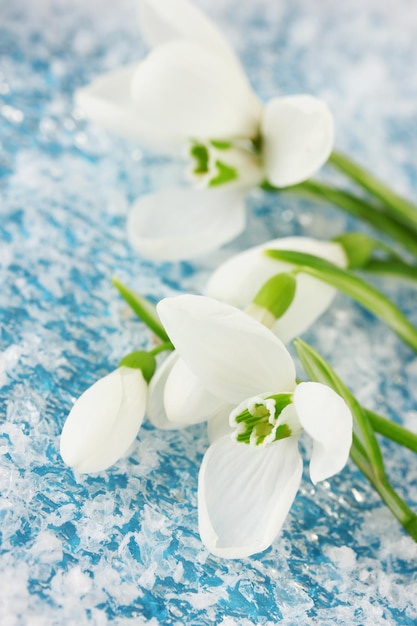 Bouquet of snowdrop flowers on snow background