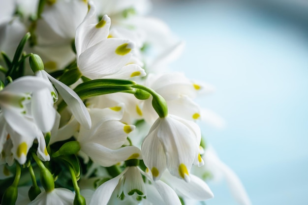 Bouquet of snowdrops on a blurred background