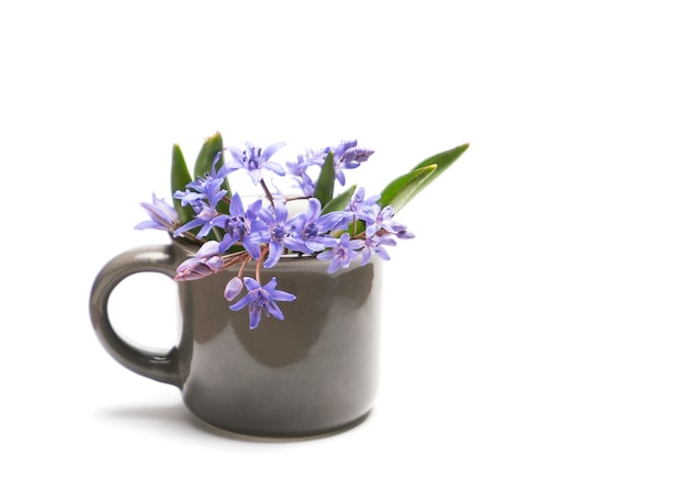 Bouquet of snowdrops in a cup on a white background