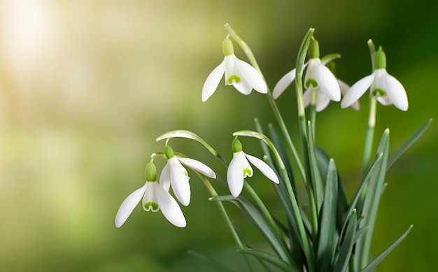 Bouquet of snowdrops in the forest on a green background under the sun's rays