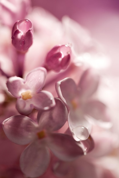 焦点が合っていない背景に水滴が付いた柔らかいライラックの花の花束