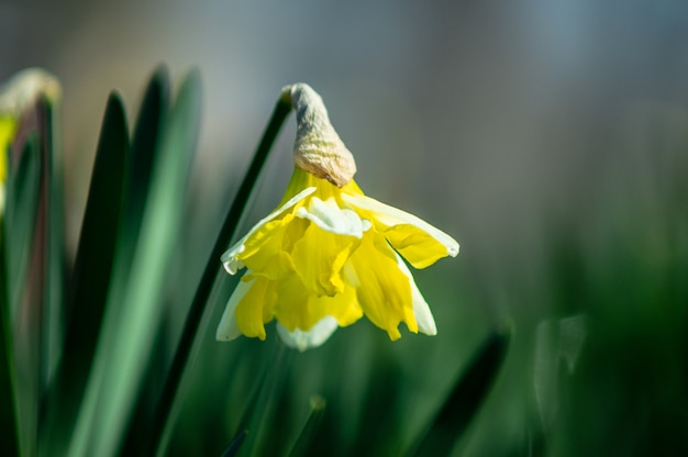 Bouquet of spring daffodils