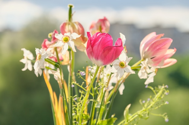 Bouquet of spring flowers tulips and white daffodils