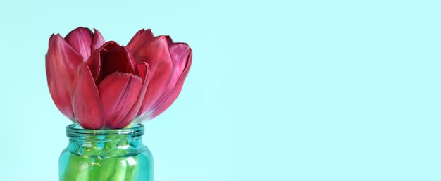 Bouquet of spring tulips in a jar on a blue background side view Flowers with empty space