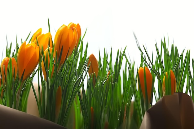 春の野生の花の花束黄色の背景/美しい春の花束のクロッカス、女性の贈り物、花の背景