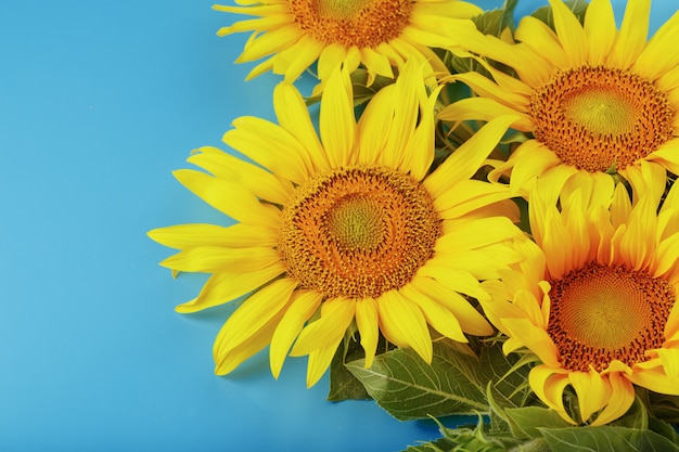 A bouquet of sunflower seed flowers on a blue.