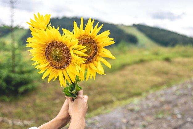 Bouquet of sunflowers in female hands against the backdrop of nature