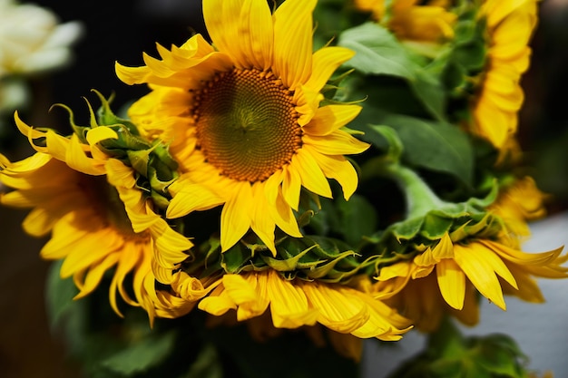 A bouquet of sunflowers Festive bouquet of sunflowers Flowers Sunflower