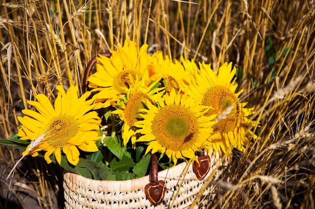 A bouquet of sunflowers lies in a straw bag on a large wheat field.