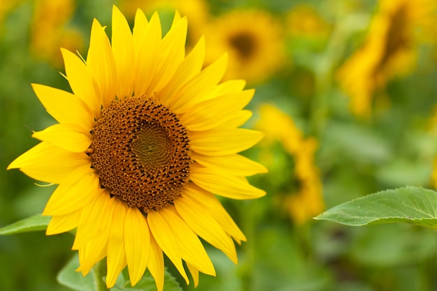 Bouquet of sunflowers in sunflowers field