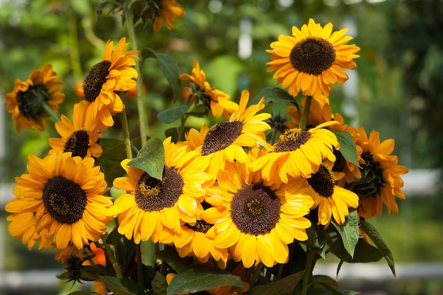 Bouquet of the sunflowers