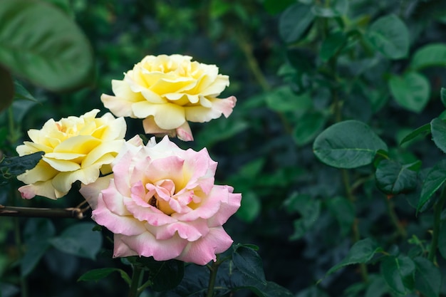 복사 공간 정원에서 짙은 녹색 잎의 흐린 배경에 대해 세 가지 아름답고 섬세한 분홍색과 노란색 장미 꽃의 꽃다발