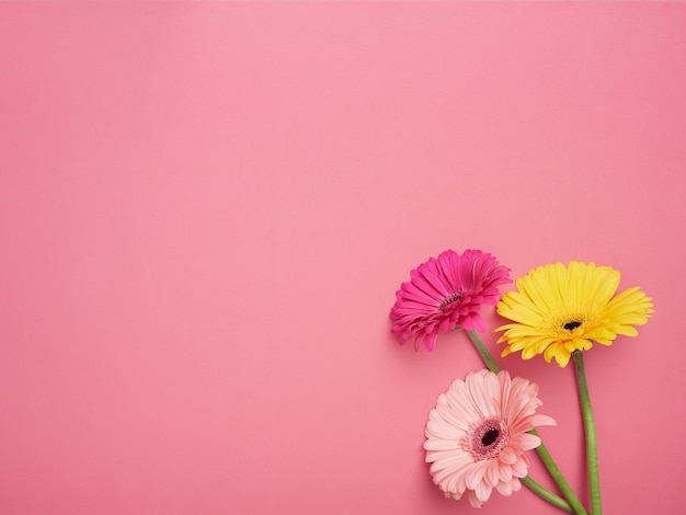 Bouquet of three colored gerbera flowers pink fuchsia and yellow with green stems Top view on pink background with copy space