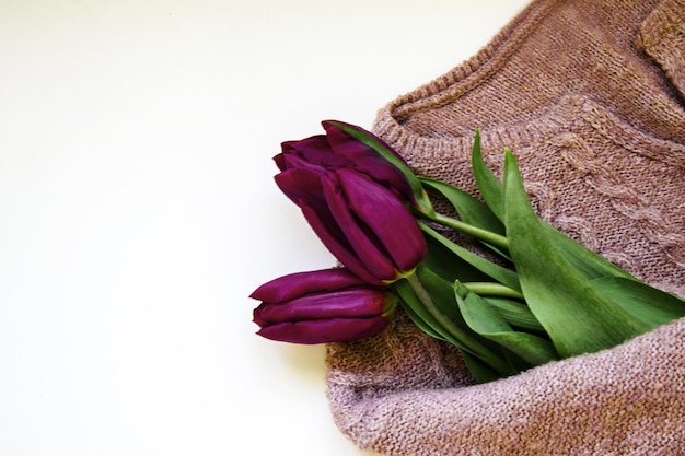 Un bouquet di tre tulipani viola è avvolto in un maglione di lana a maglia grossa su uno sfondo bianco