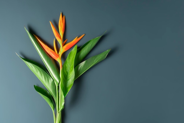 Bouquet of tropical flowers and leaves on a blue background Creative concept of nature