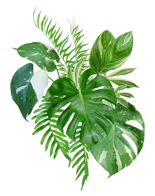 Bouquet of tropical green leaves arrangement nature backdrop isolated on white background