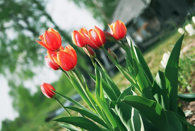 チューリップの花の花束 休日の花の装飾